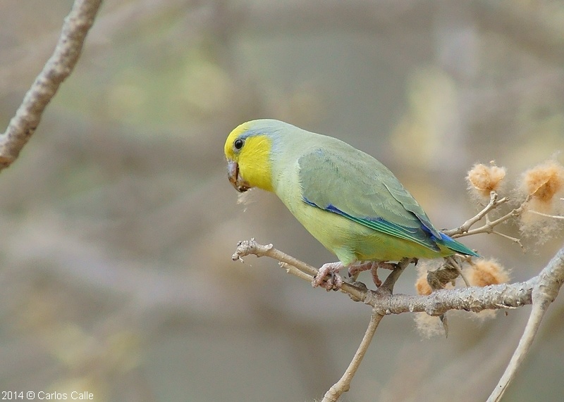 Yellow-faced Parrotlet