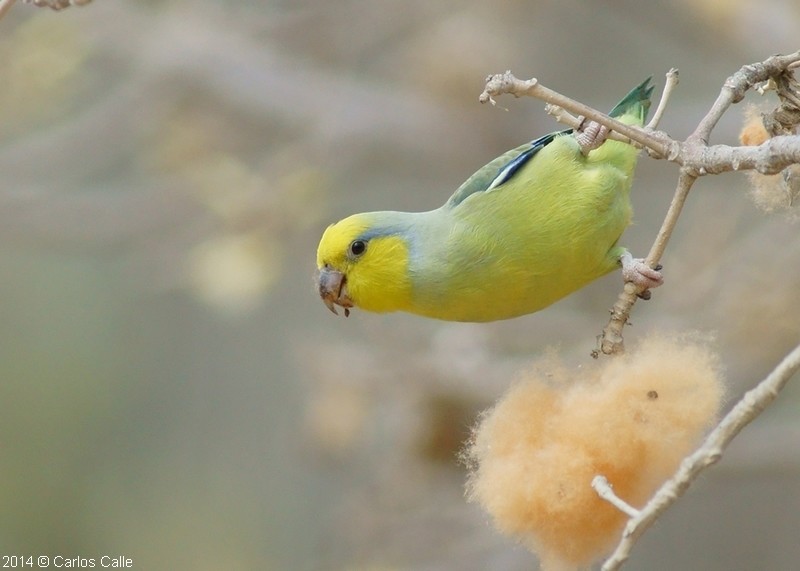 Yellow-faced Parrotlet