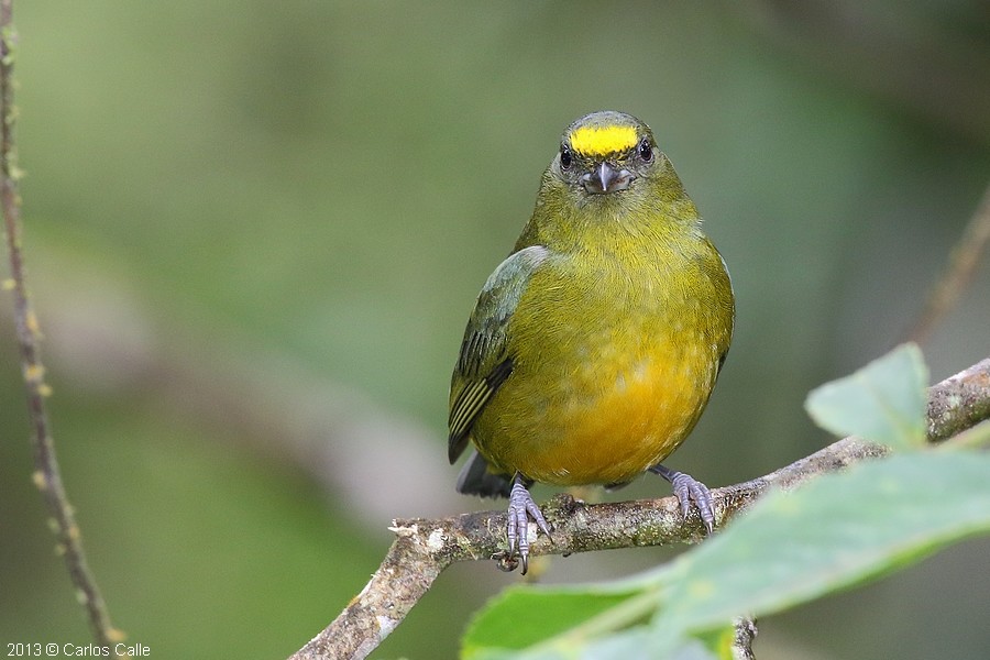 Eufonia bronce y verde / Bronzegreen Euphonia (Euphonia mesochrysa)