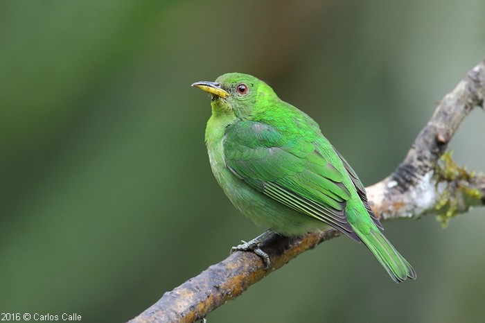 Mielero verde / Green Honeycreeper (Chlorophanes spiza)