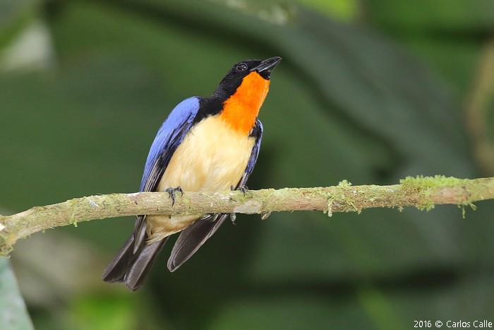 Perú Tanagers