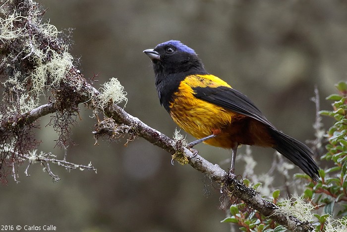 Perú Tanagers