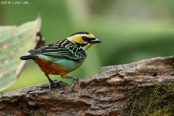 Perú Tanagers